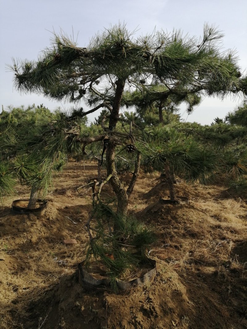 油松造型松
