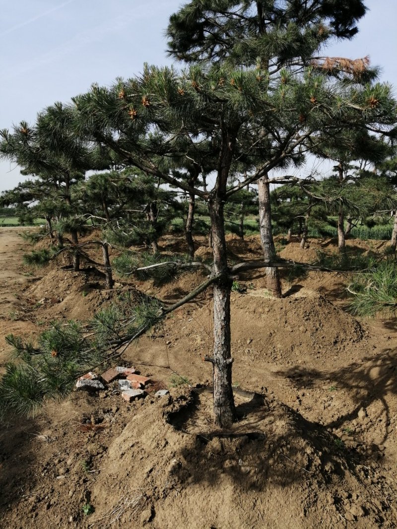 油松造型松