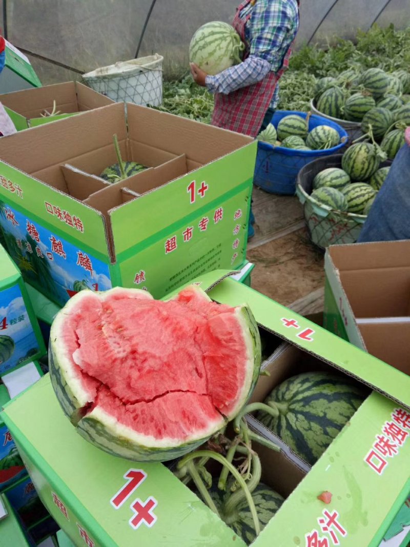 (精品)美都高糖度口感酥一手货源整车大量供货
