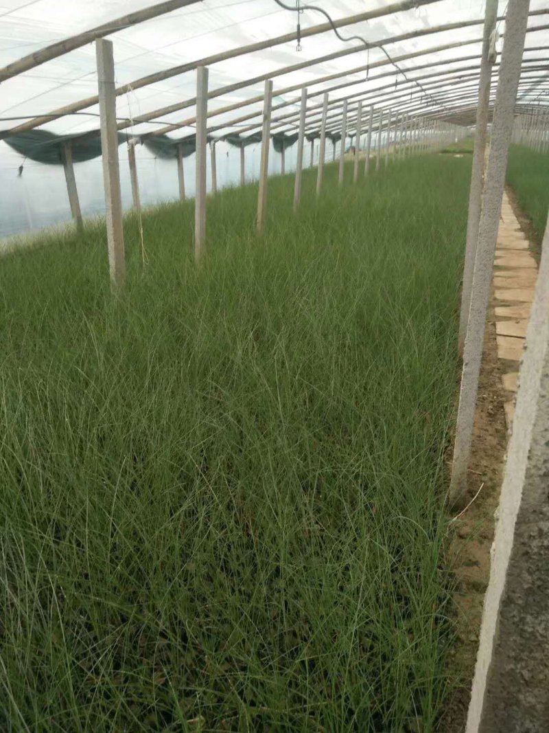 ，多芽细叶芒基地直发可视频看货量大价
