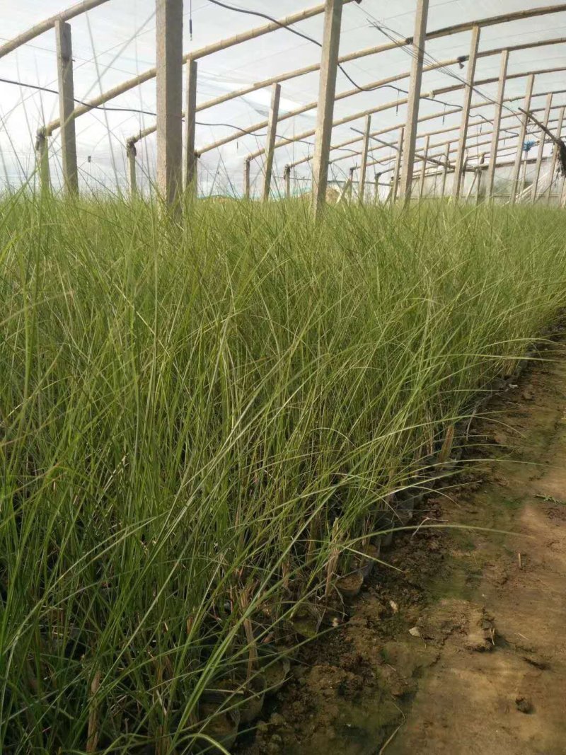 ，多芽细叶芒基地直发可视频看货量大价