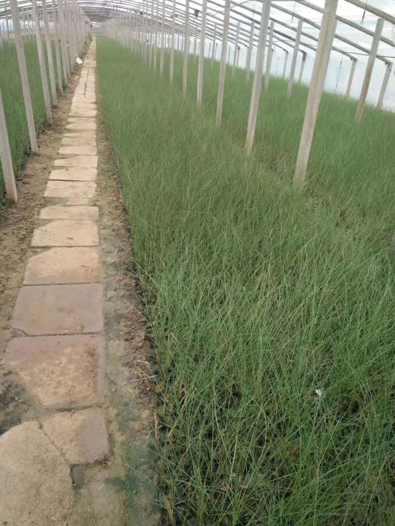 ，多芽细叶芒基地直发可视频看货量大价