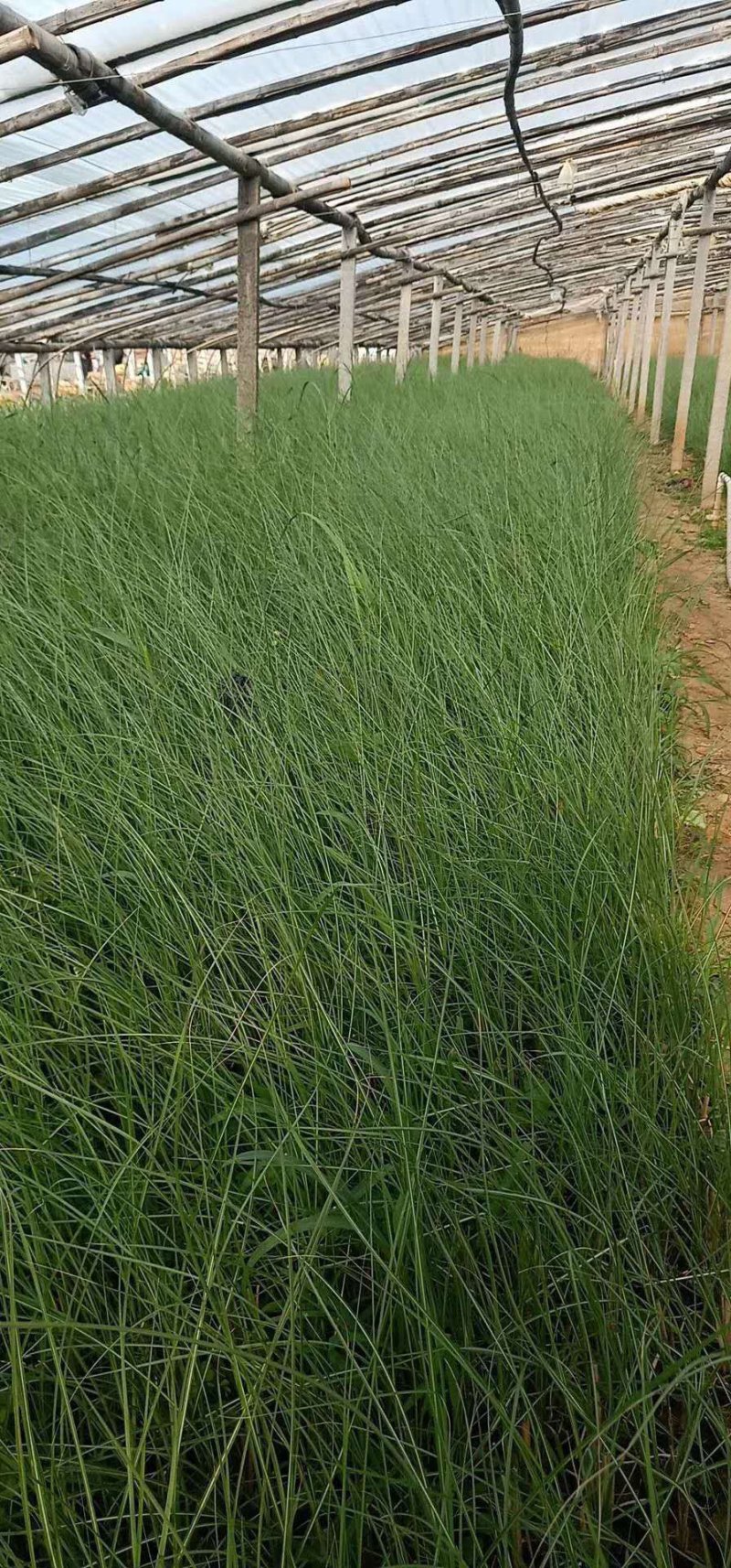 ，多芽细叶芒基地直发可视频看货量大价