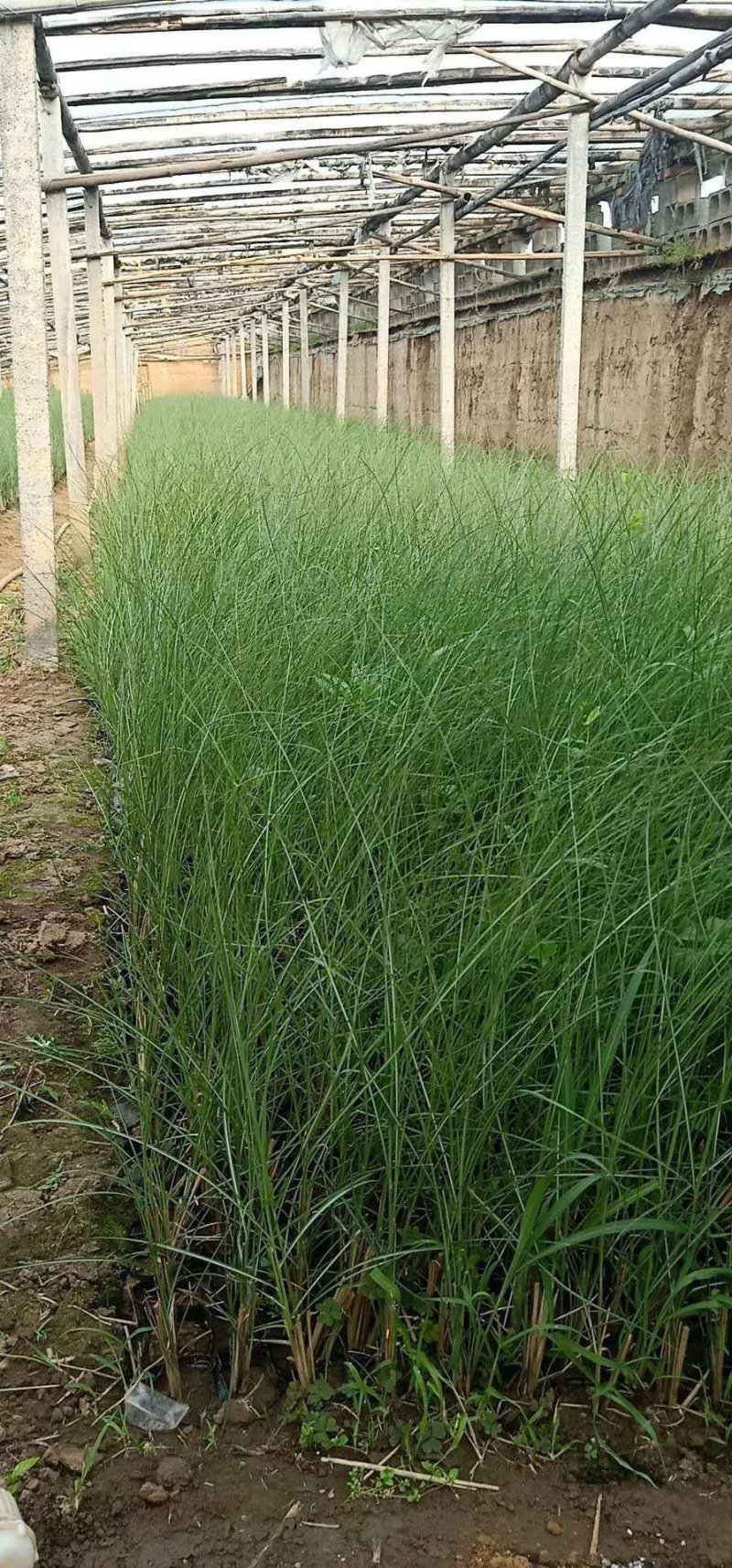 ，多芽细叶芒基地直发可视频看货量大价