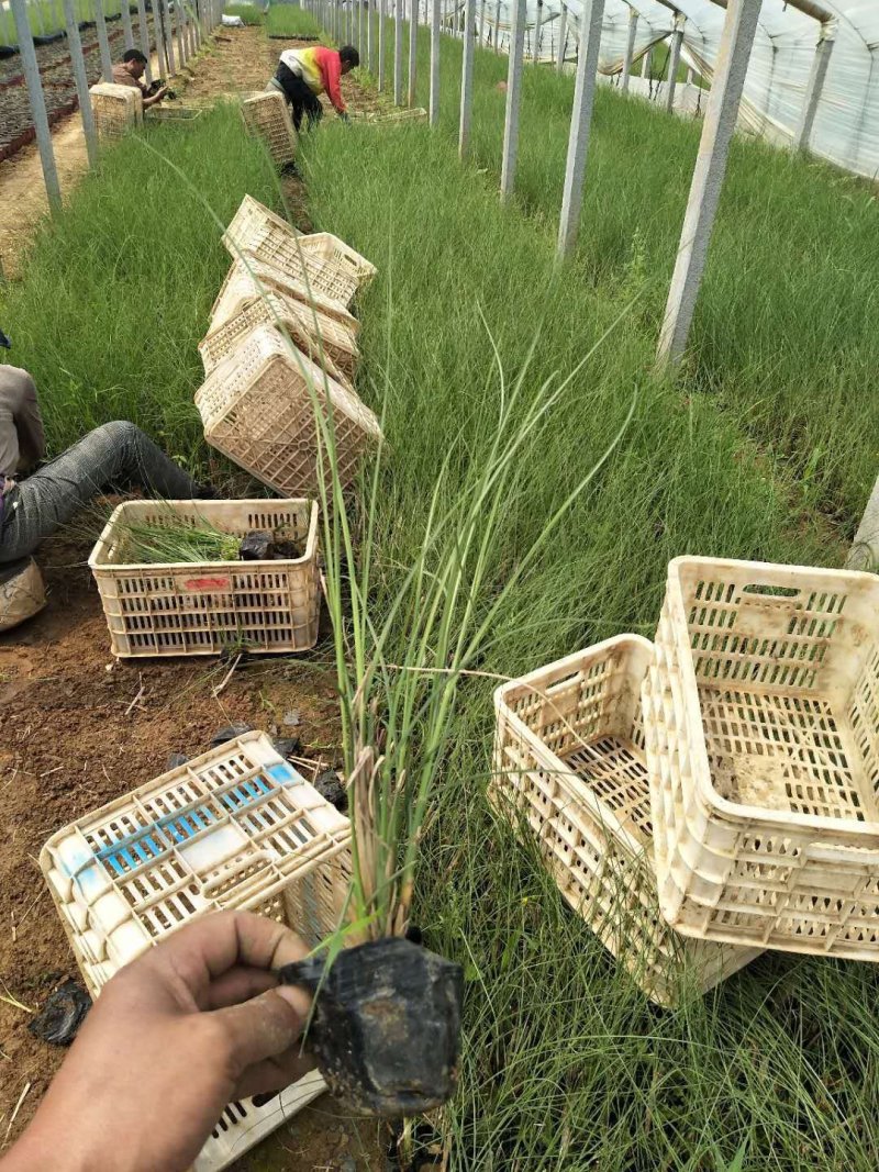 ，多芽细叶芒基地直发可视频看货量大价