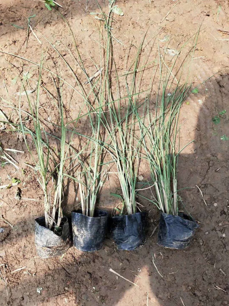 ，多芽细叶芒基地直发可视频看货量大价