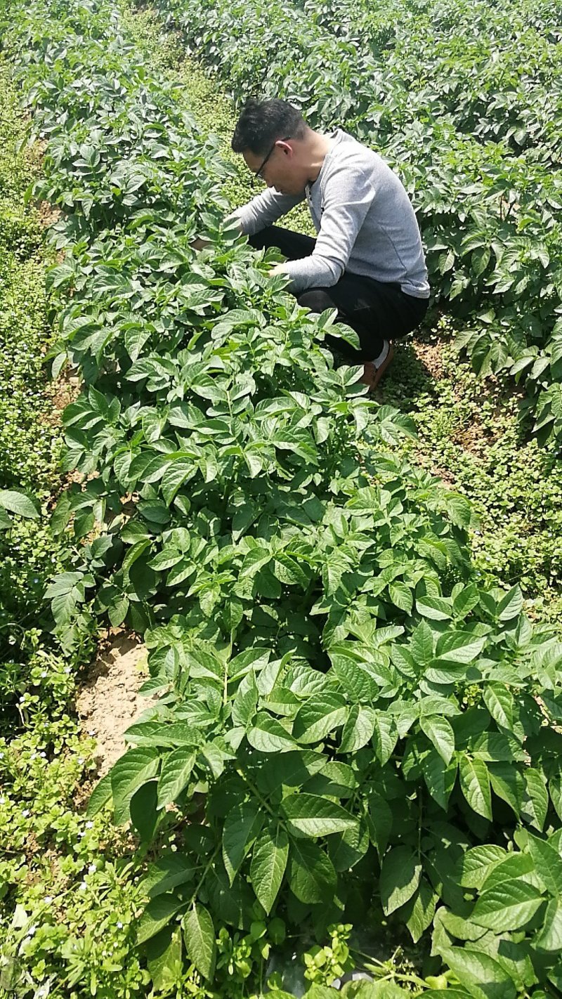 土豆