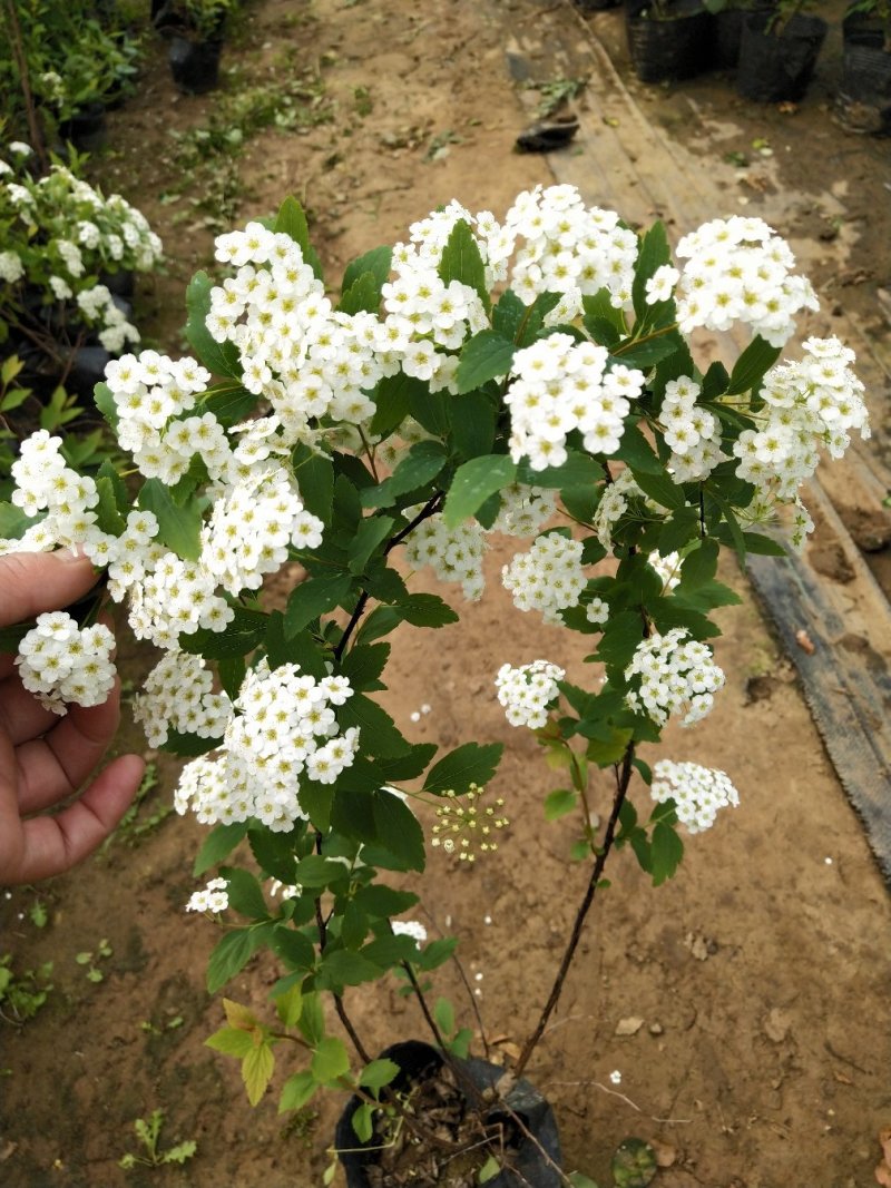 珍珠梅（雪柳喷雪花）清新脱俗，洁白的小花开满枝条，特别好