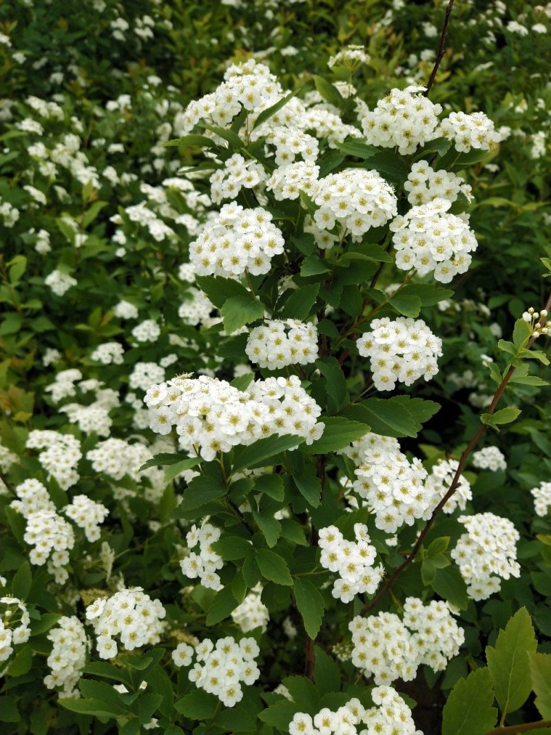 珍珠梅（雪柳喷雪花）清新脱俗，洁白的小花开满枝条，特别好