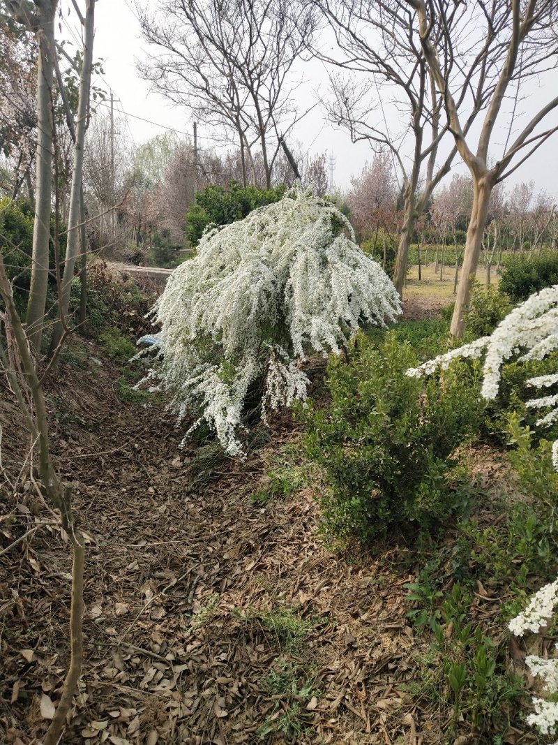 珍珠梅（雪柳喷雪花）清新脱俗，洁白的小花开满枝条，特别好