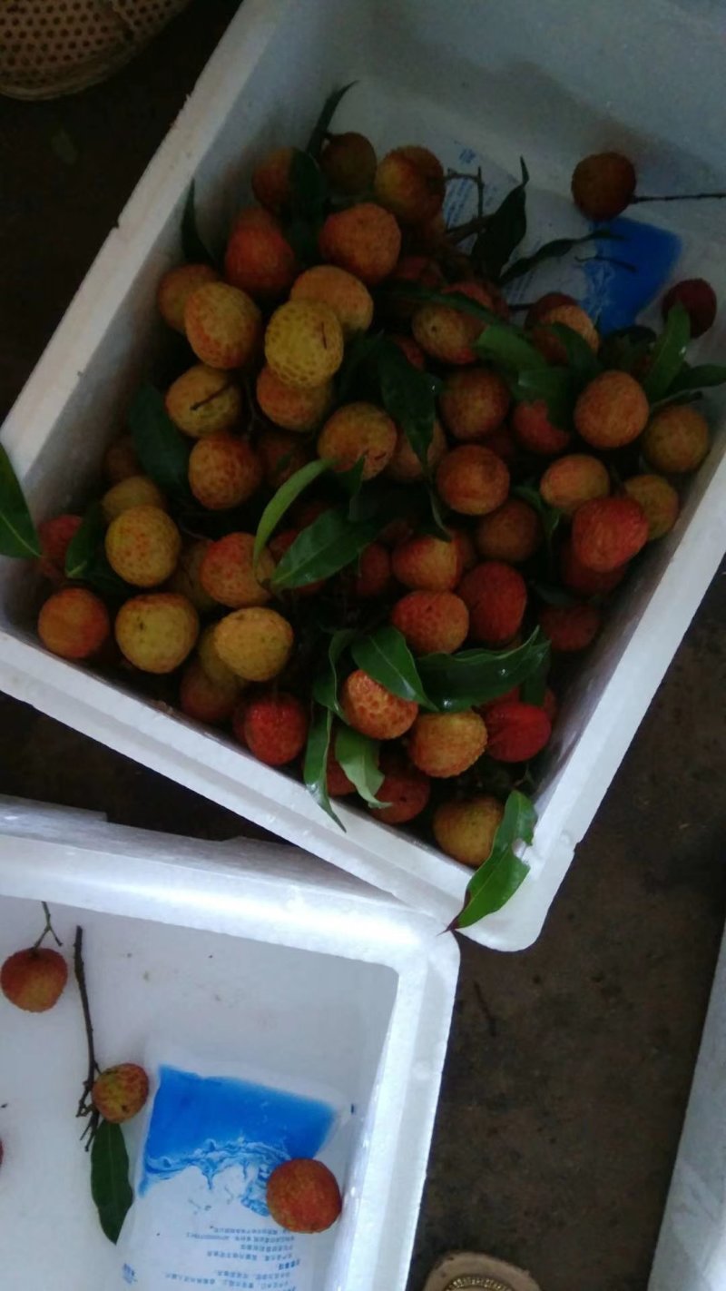 供应各种品种荔枝，白糖罂、妃子笑、克叶、白腊、波萝蜜、
