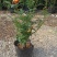 老桩多分枝玫瑰基地直发可视频看货量大价优