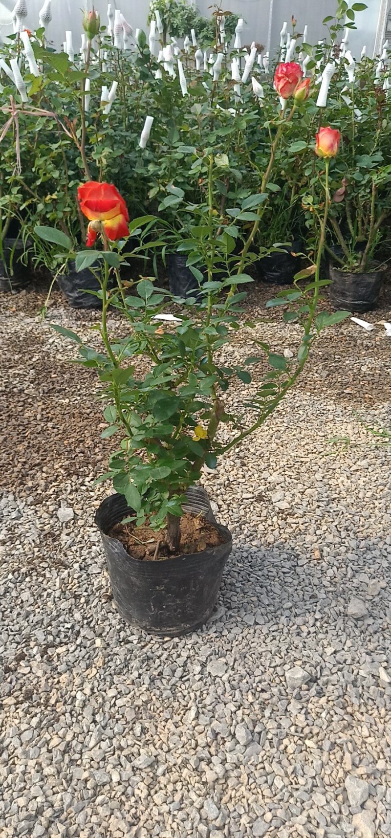 老桩多分枝玫瑰基地直发可视频看货量大价优
