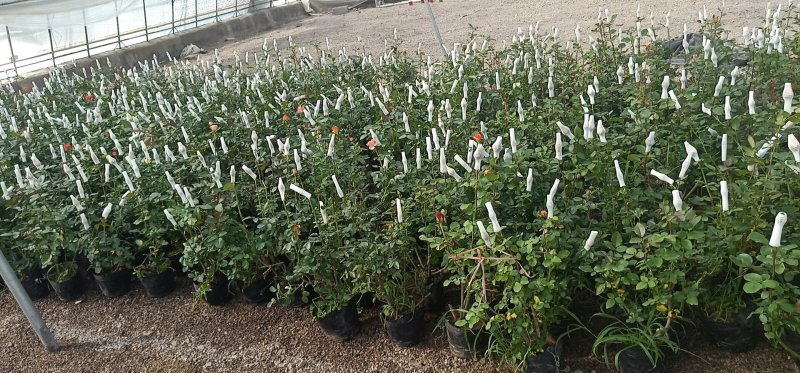 老桩多分枝玫瑰基地直发可视频看货量大价优