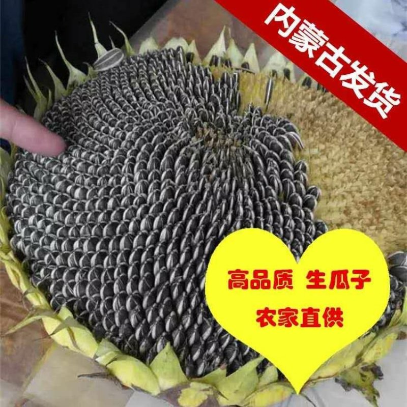 内蒙古3638生瓜子10斤装/袋（包邮）