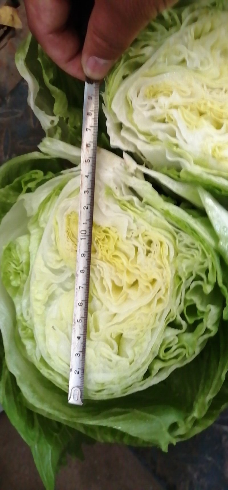 球生菜，好的，全都是精品～～