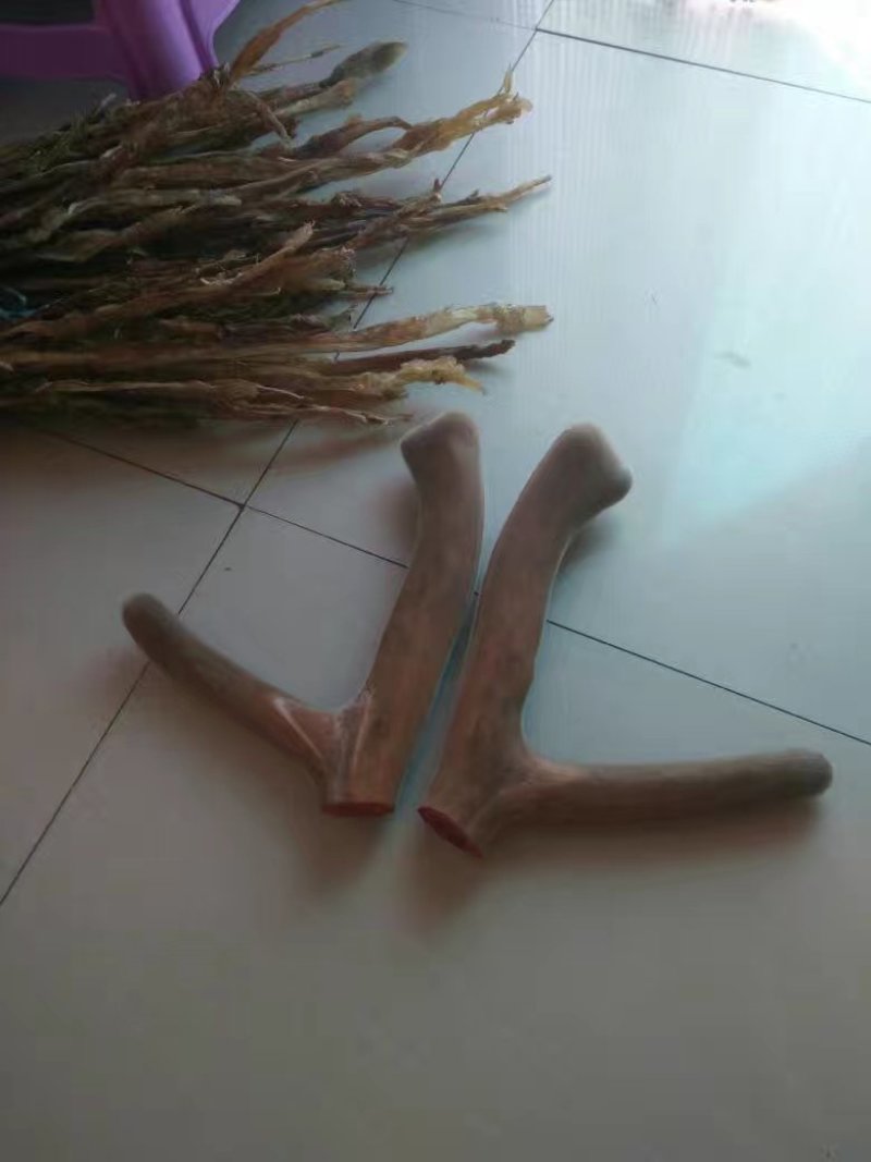 东北梅花鹿鹿茸整枝切片自产自销