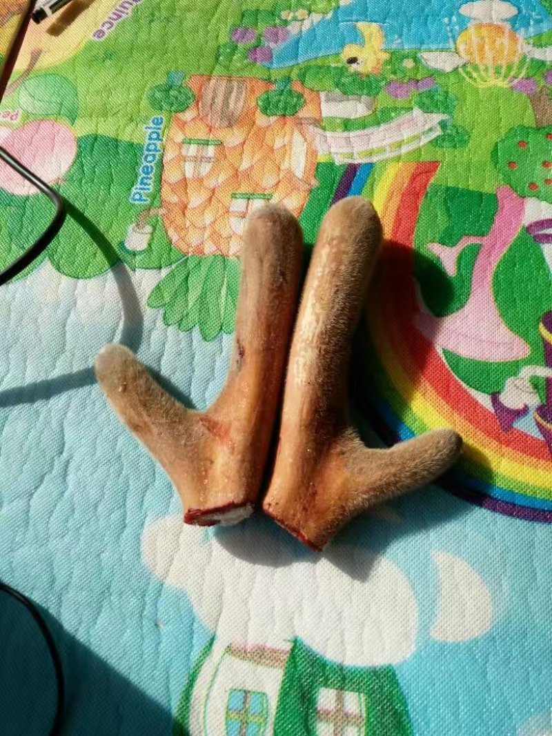东北梅花鹿鹿茸整枝切片自产自销