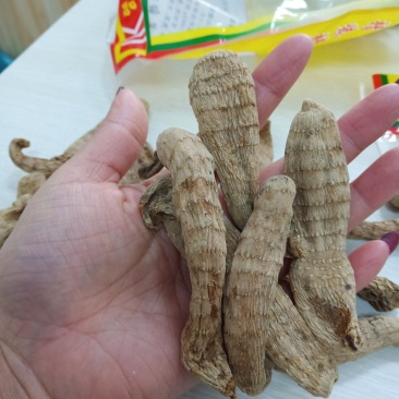 林下天麻长白山东北