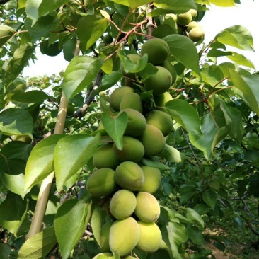 金太阳杏