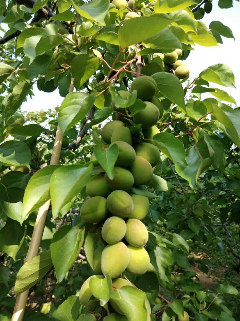 金太阳杏