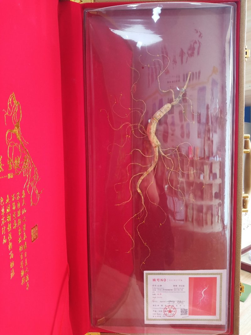 林下参