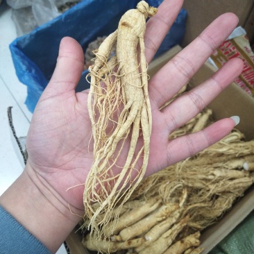 园参干人参原皮干晒参无硫参