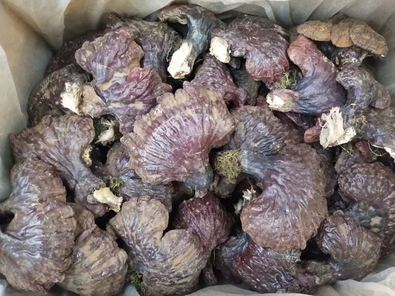 长白山东北野生灵芝