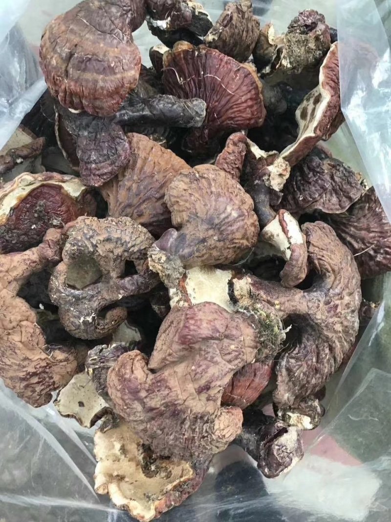 长白山东北野生灵芝