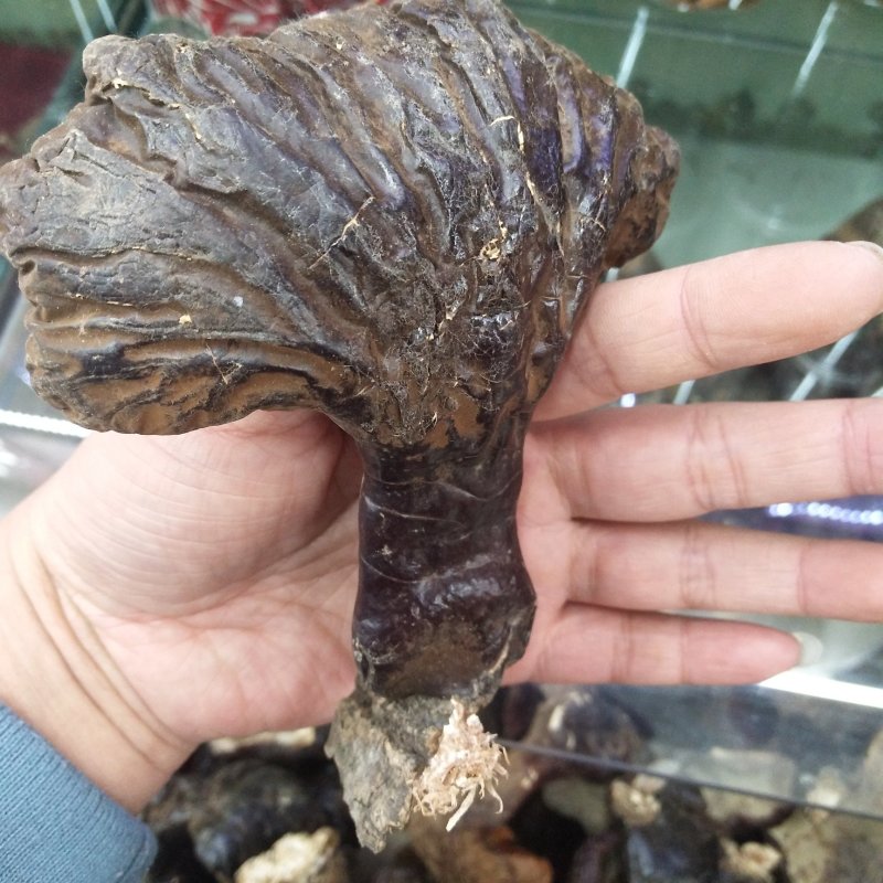 长白山东北野生灵芝