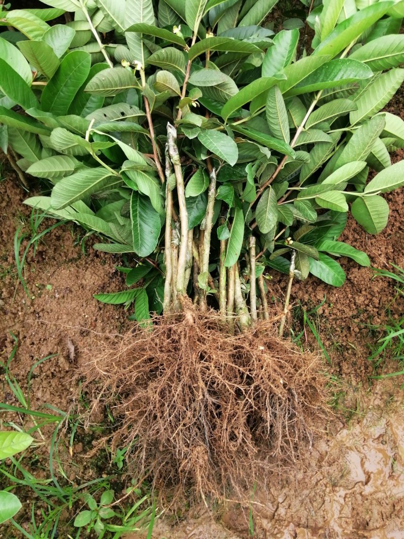 西瓜番石榴苗30~50cm
