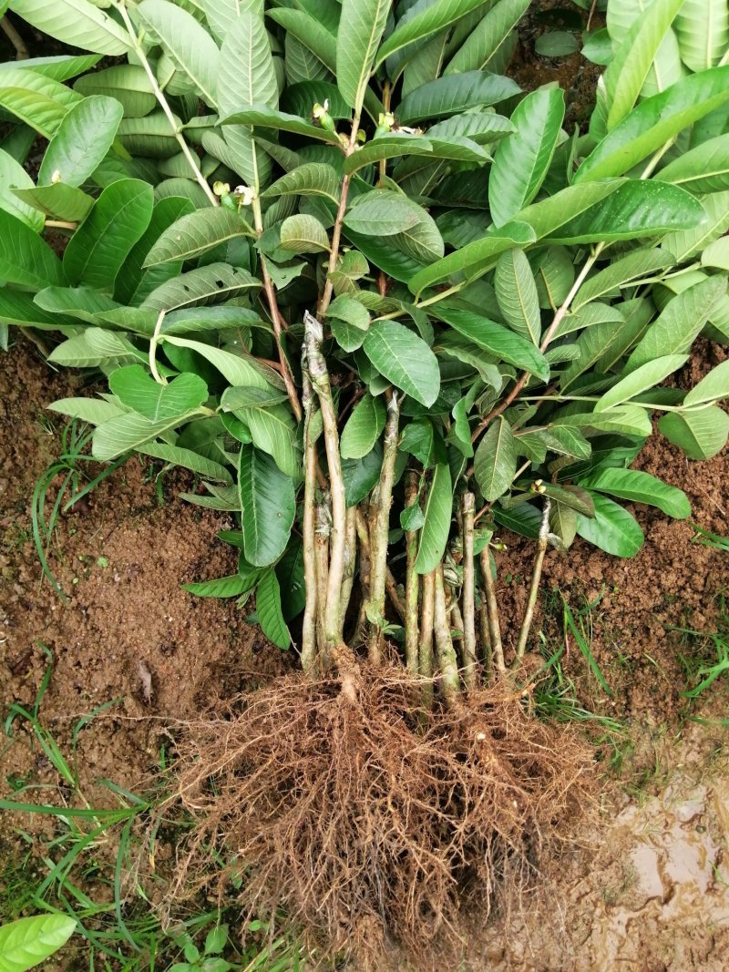 西瓜番石榴苗30~50cm