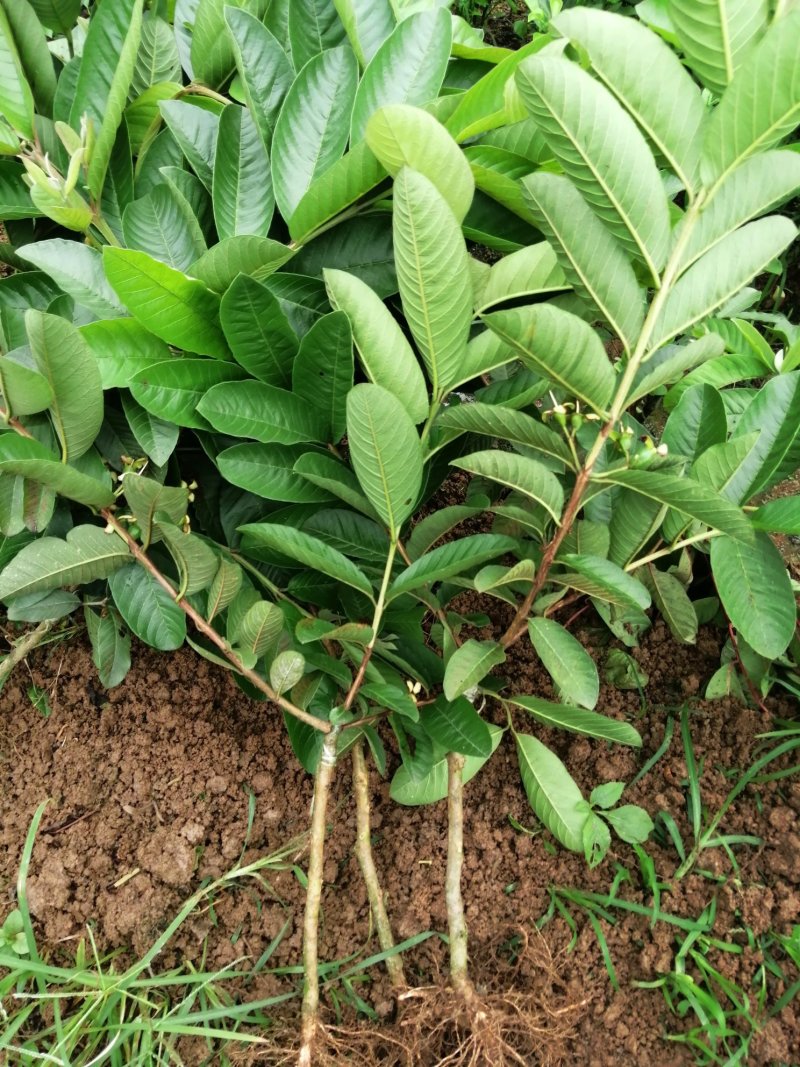 西瓜番石榴苗30~50cm