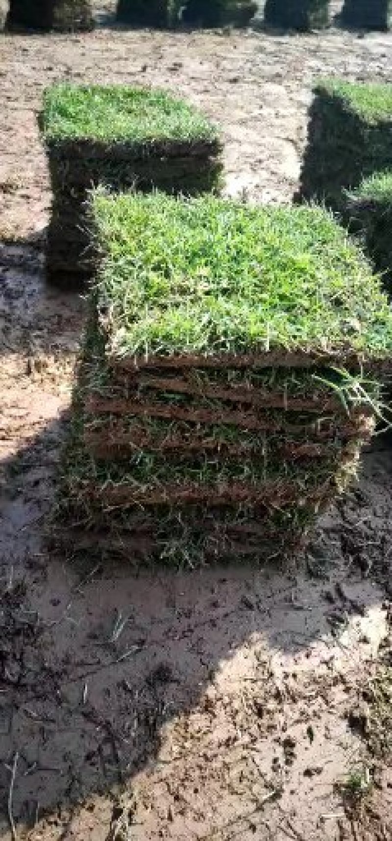 精品马尼拉草坪，草块