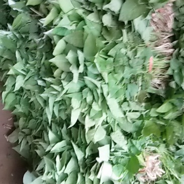 济薯25红薯苗