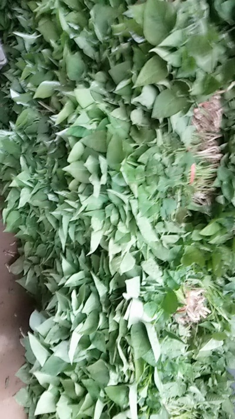 济薯25红薯苗