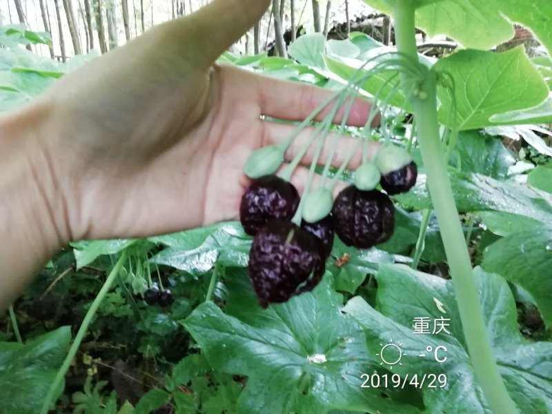 八角莲
