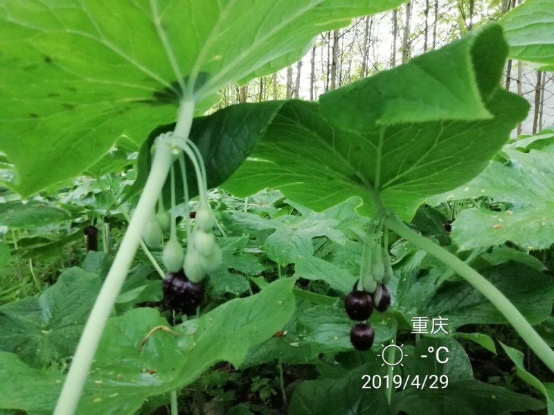 八角莲