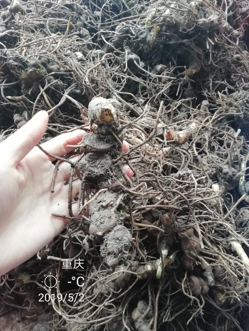 八角莲