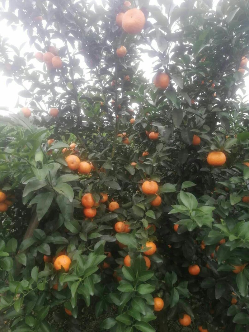 沙糖桔