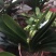 【带盆发货包成活】南非君子兰花苗君子兰苗室内绿植花卉盆