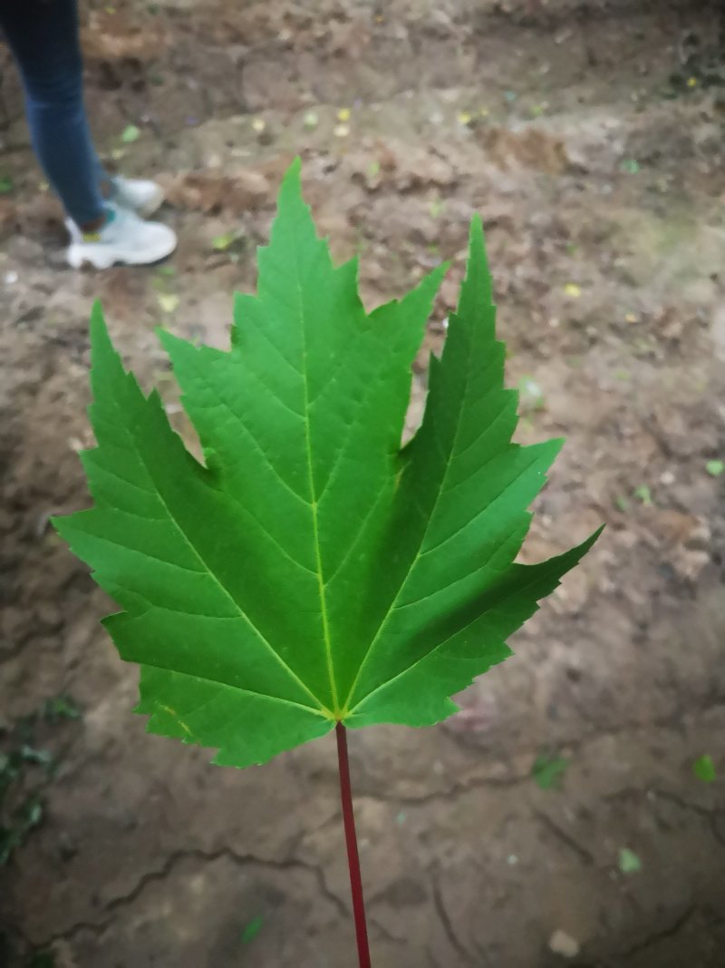 美国红枫5公分各种规格