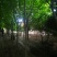 美国红枫5公分各种规格