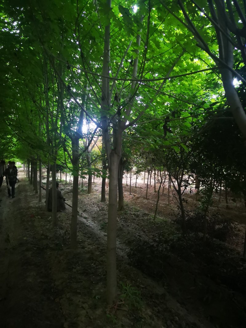 美国红枫5公分各种规格