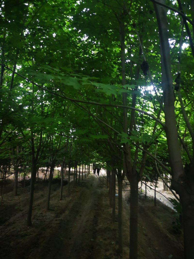 美国红枫5公分各种规格