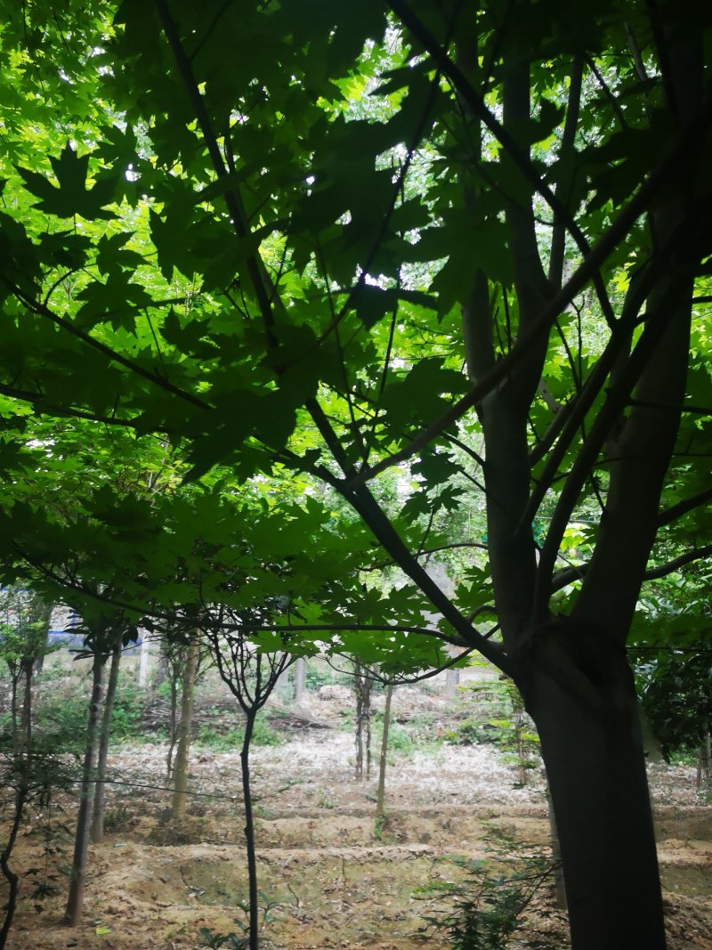 美国红枫5公分各种规格