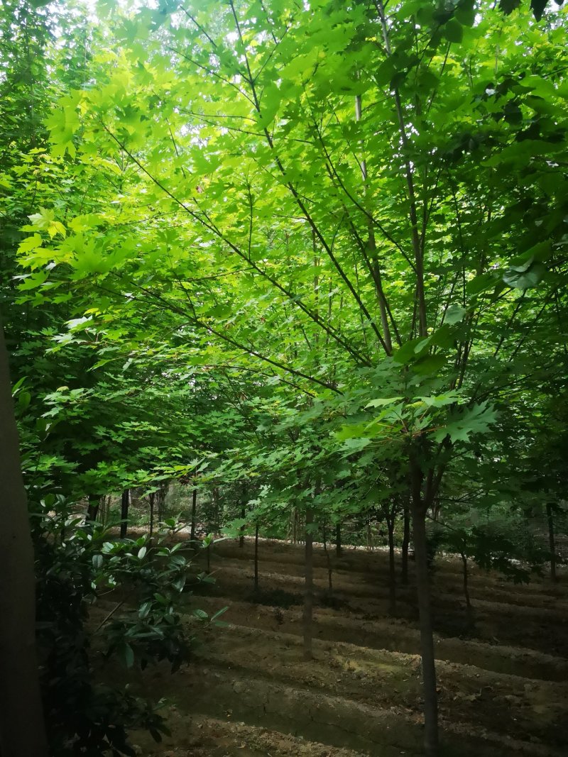 美国红枫5公分各种规格