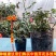 欧洲月季花苗盆栽地栽南北方种植红色灌木月季花树苗四季种植