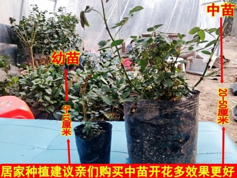 欧洲月季花苗盆栽地栽南北方种植红色灌木月季花树苗四季种植