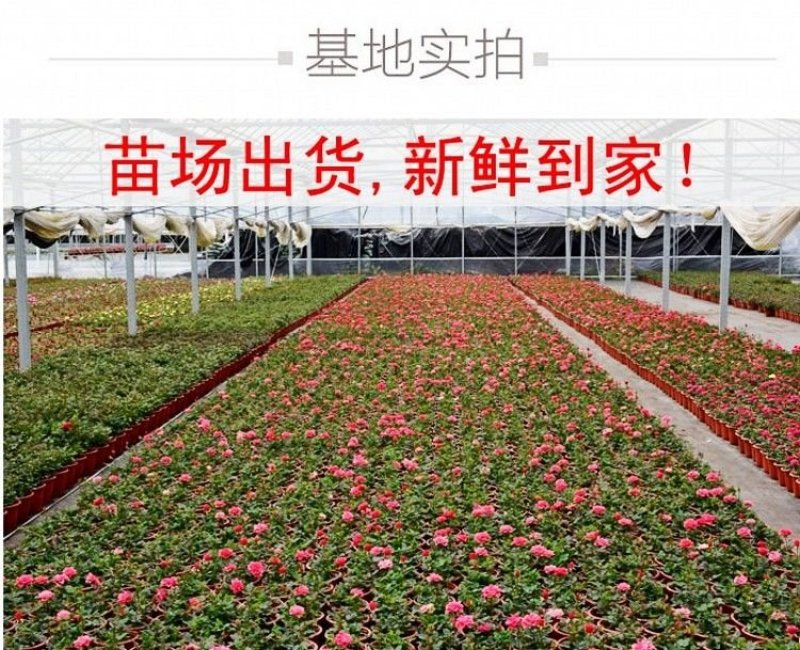 欧洲月季花苗盆栽地栽南北方种植红色灌木月季花树苗四季种植